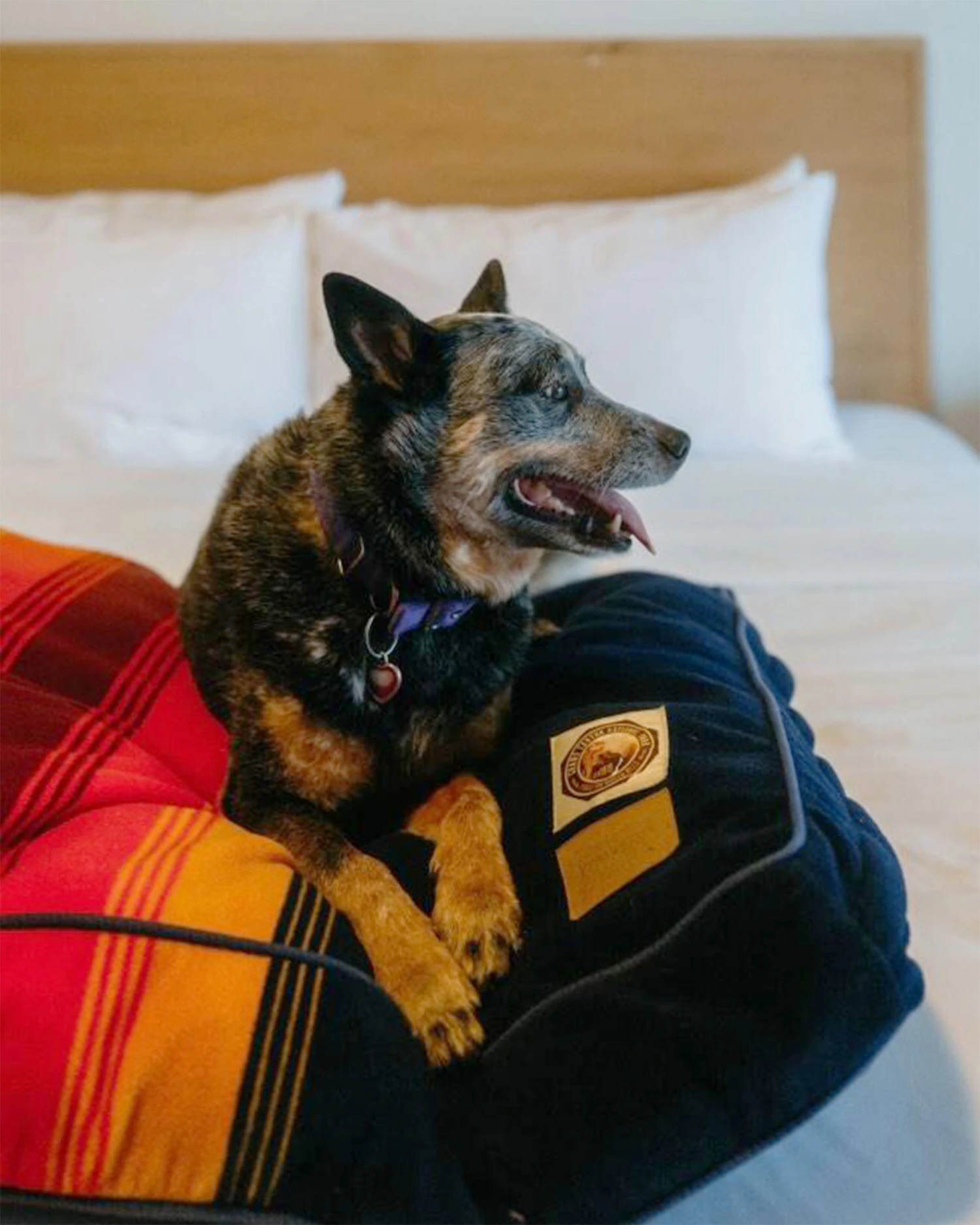 Pendleton GRAND CANYON NATIONAL PARK DOG BED 4 Pendleton GRAND CANYON NATIONAL PARK DOG BED - Image 2